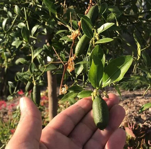 Vecchio Frantoio Bed & Breakfast